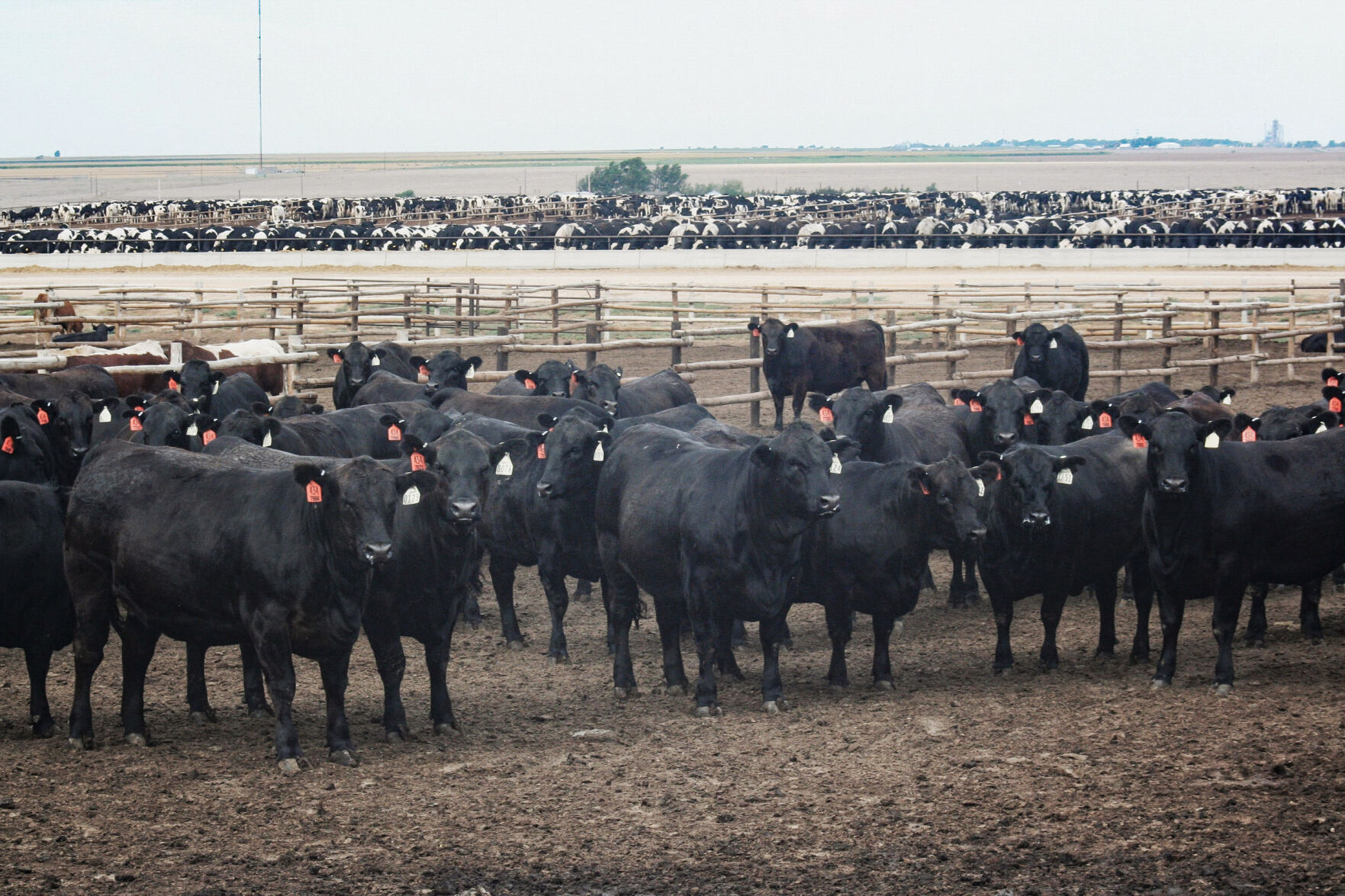 FL Pen of Black Steers